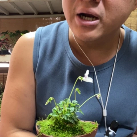 红陶西****芙一物一拍所见即所得97