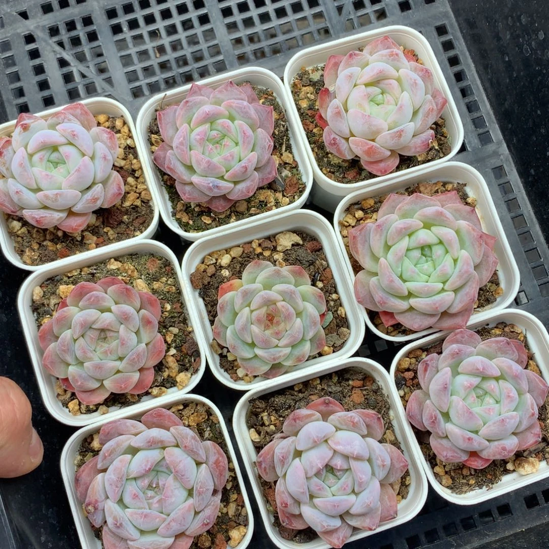 1126-92 套餐一组