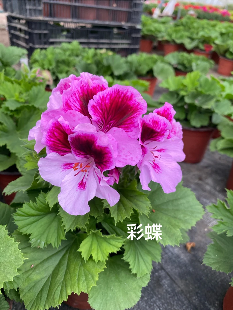 【彩蝶】 大花天竺葵（零下拍保温冻坏不售后）