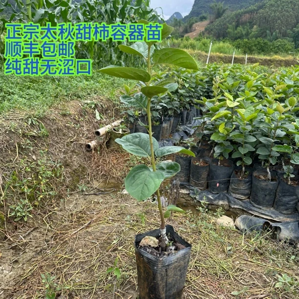 小阳哥正宗太秋甜柿子阳台盆栽太秋脆柿苗脆甜化渣家庭地栽果树苗