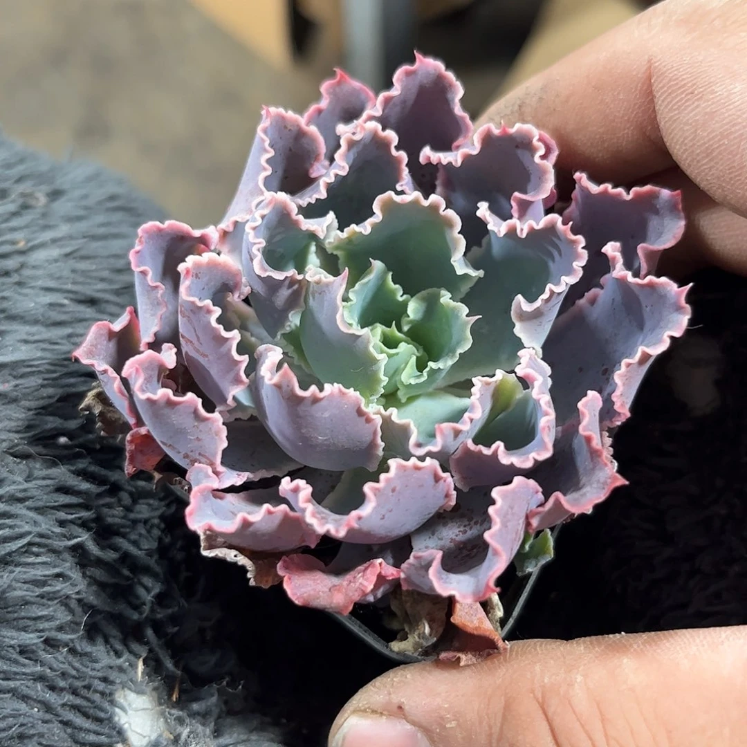 晚霞之舞单头发货有根发货