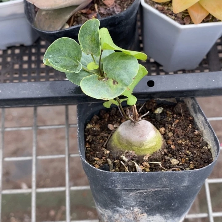 伯克利和格蕾纳等著名音乐家都