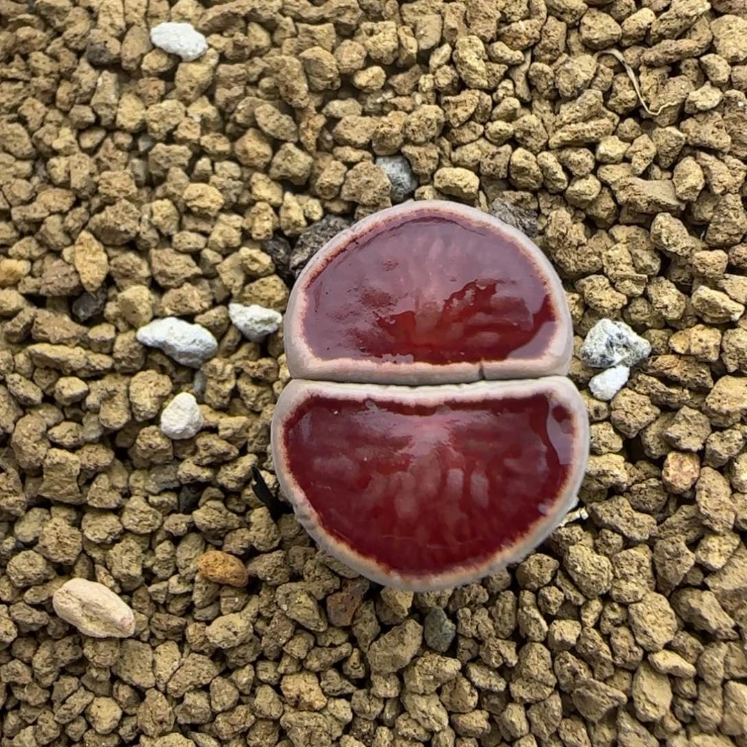 岛田红窗菊母本大棚直播128