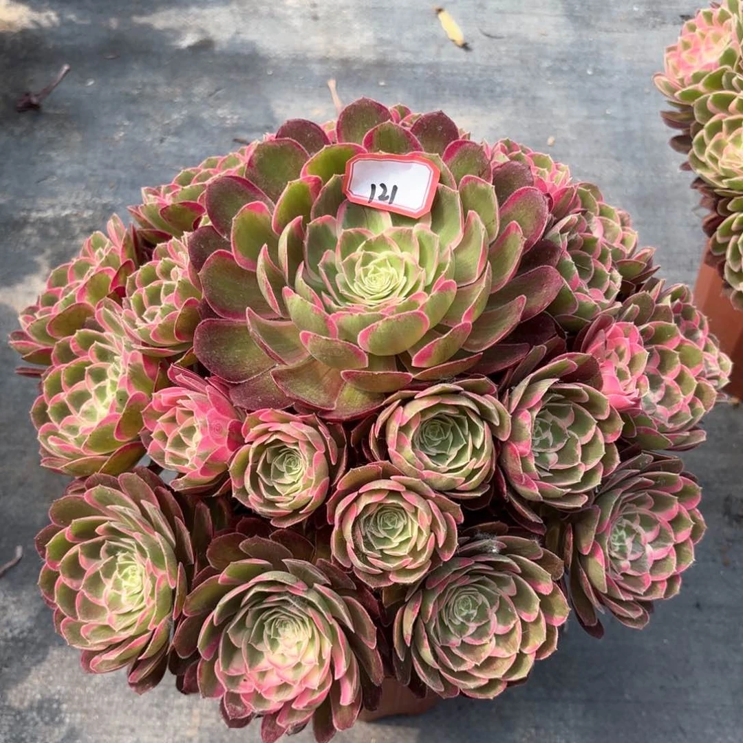 无花朵121孔雀翎多肉植物绿植