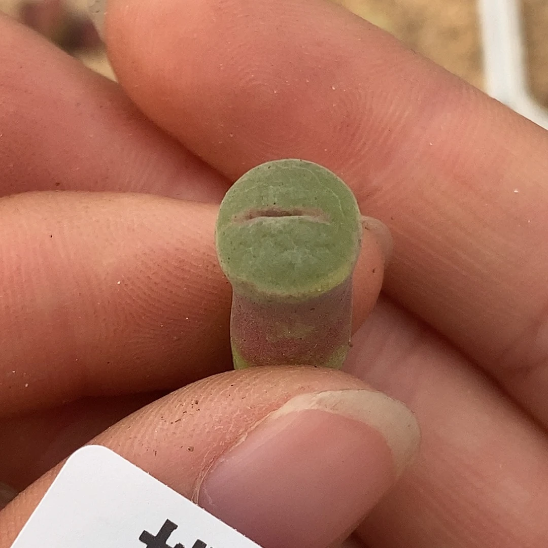 104-41-粉女福利。