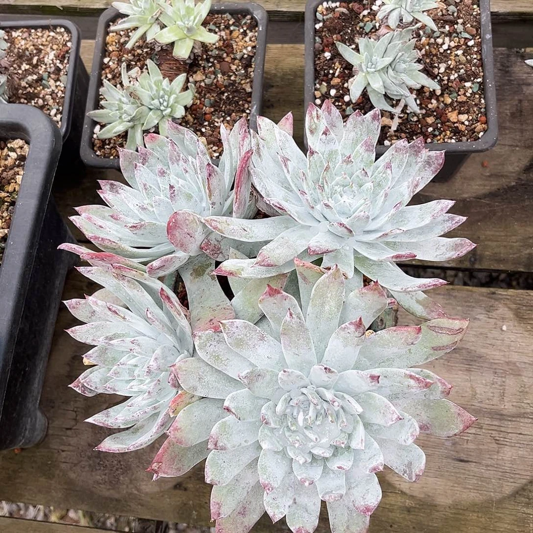 小鹿多肉一物一拍厚粉