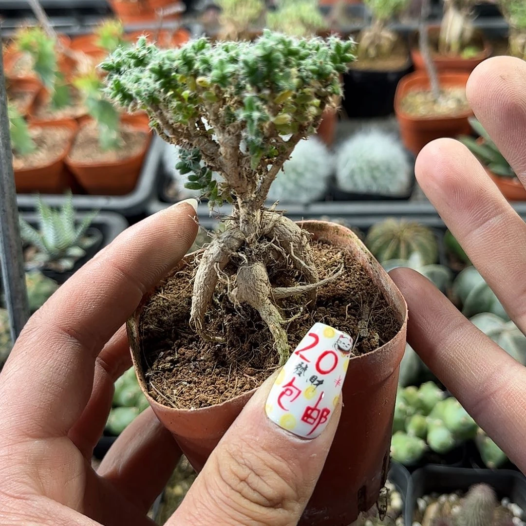 9.8姬红小松有根发货