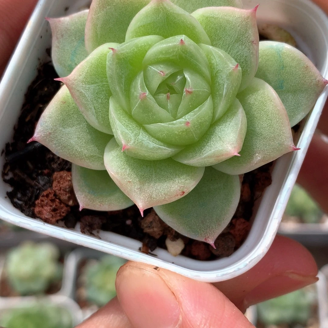 珍妮麦杆。      26号