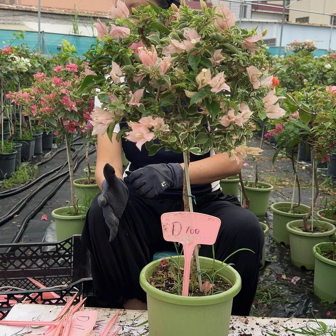 沐***宝大部分花苞少量开放D100少女心