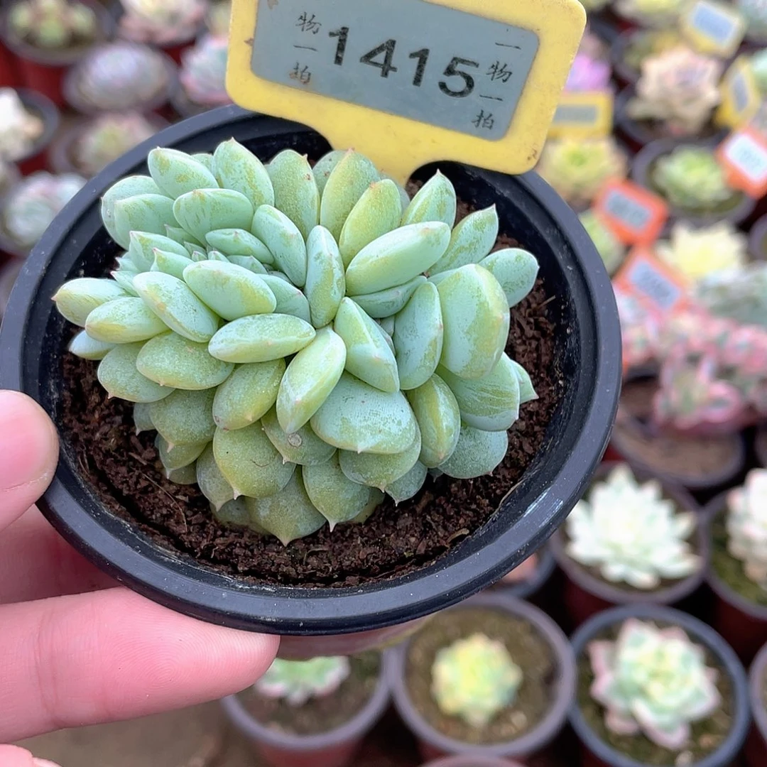 唯***一1415号多肉植物盆栽