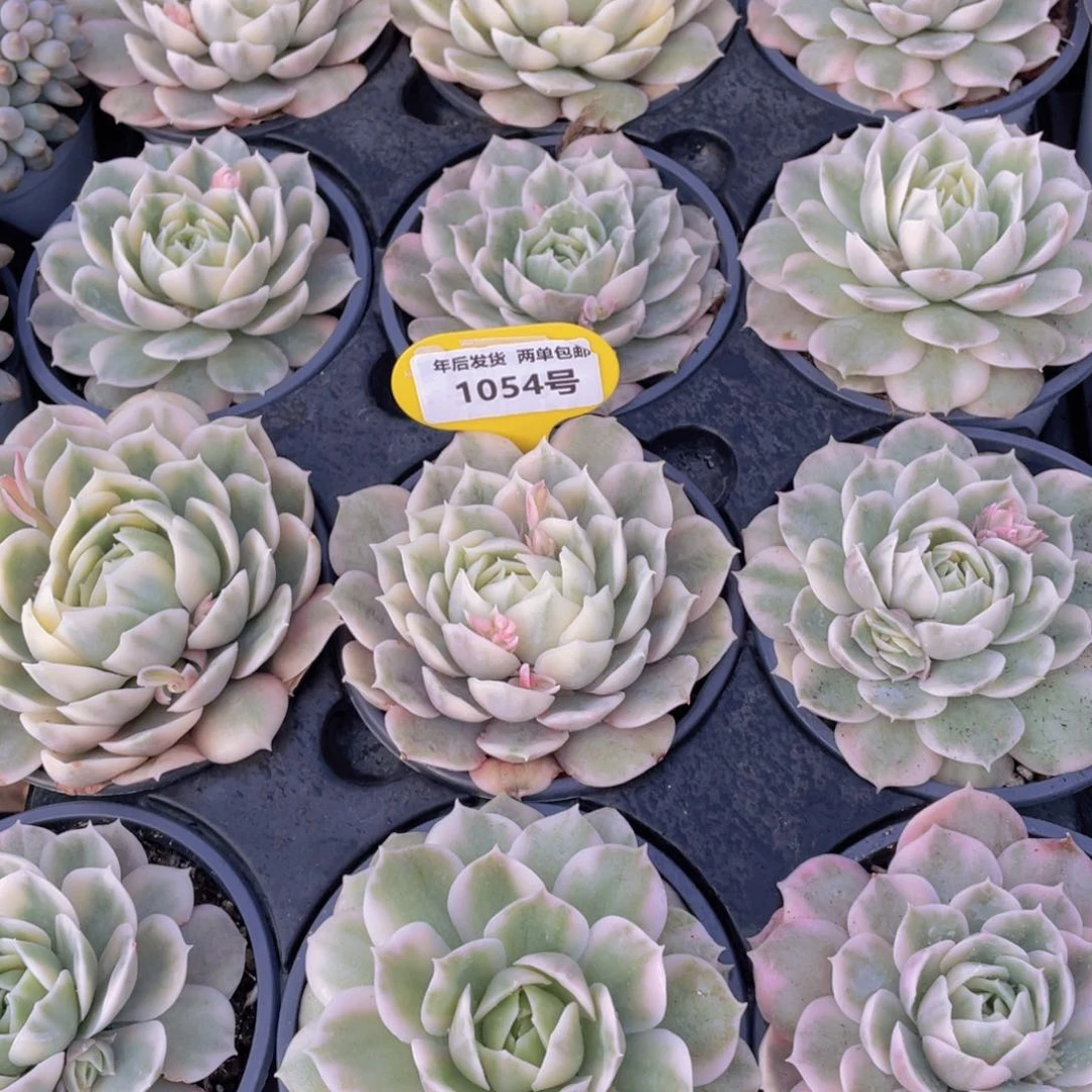 1054号精品昂斯诺锦单头一个