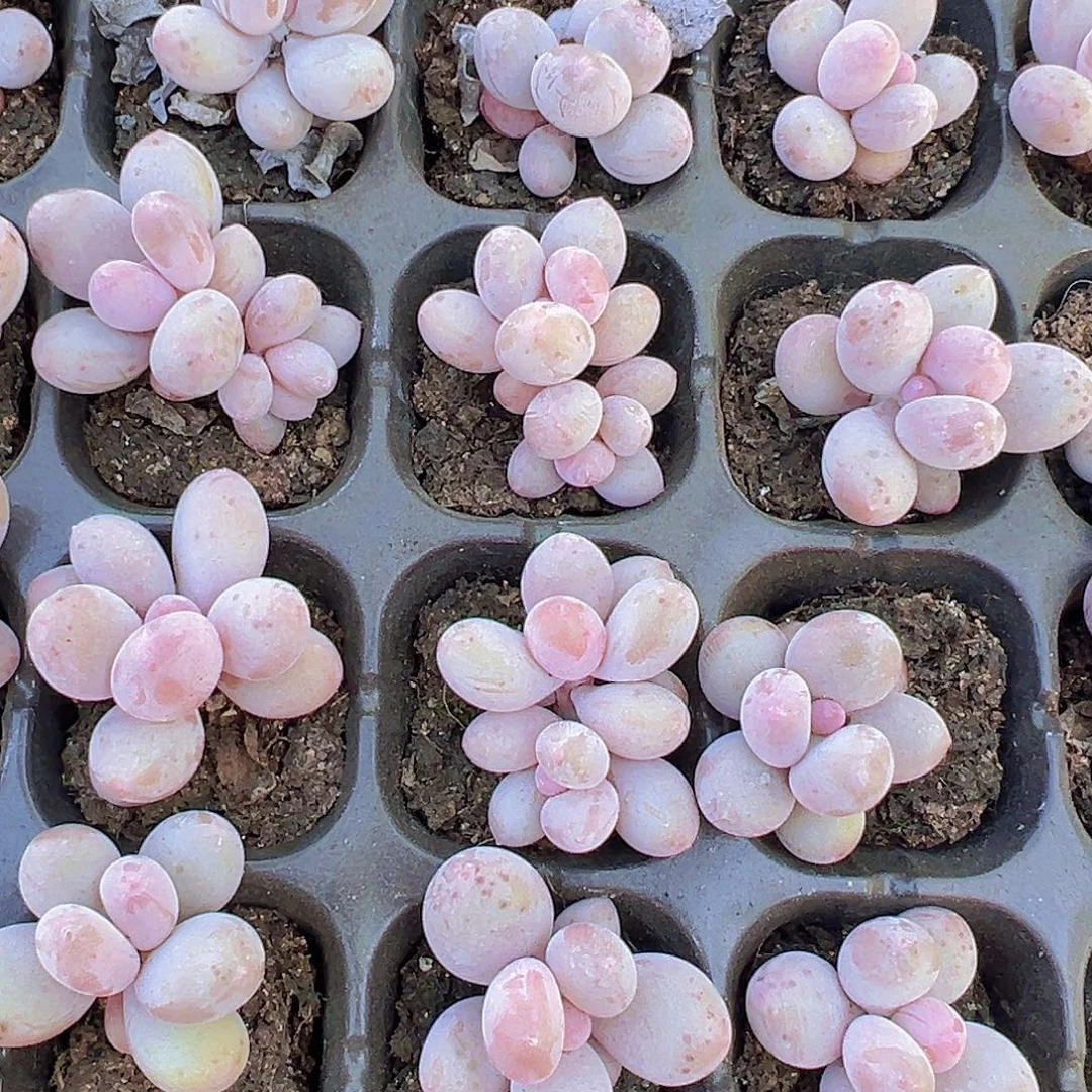 彩虹奶苗3颗多肉植物