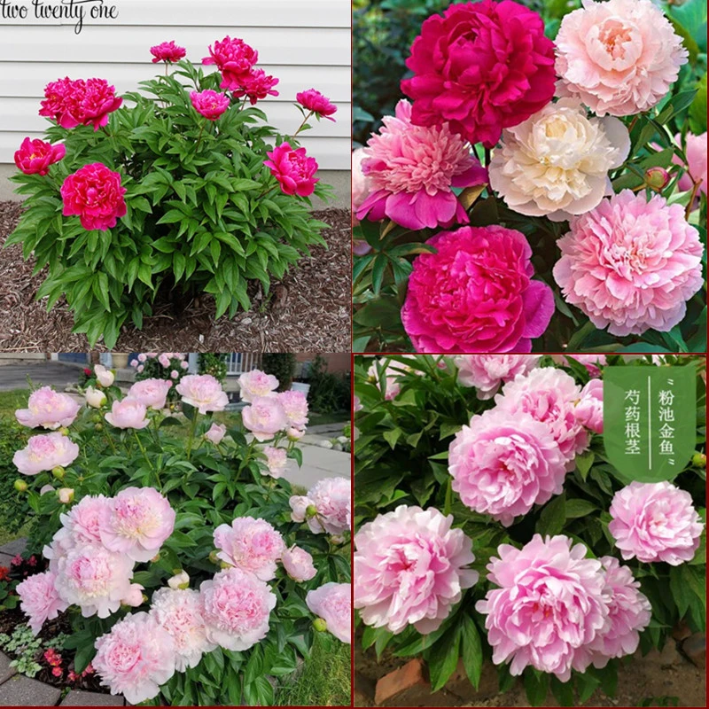 正品带牙芍药花国色天香花盆栽大苗洛阳正宗带花苞易成活