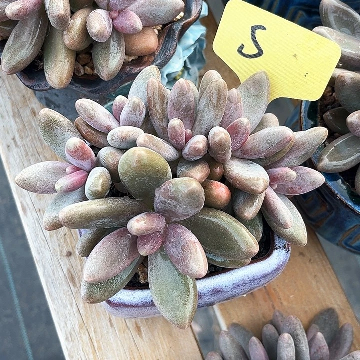 糖果12号码牌子的话题了