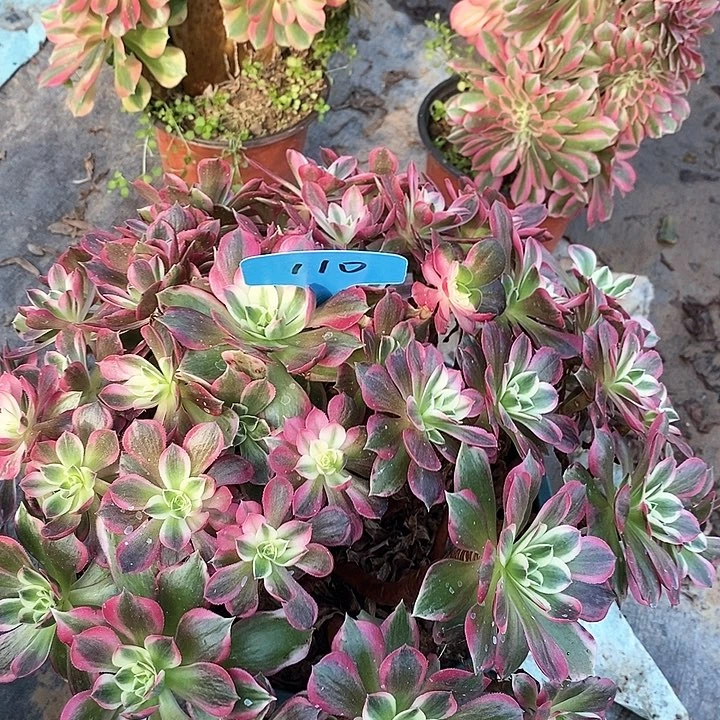 110 一颗男神法师多肉