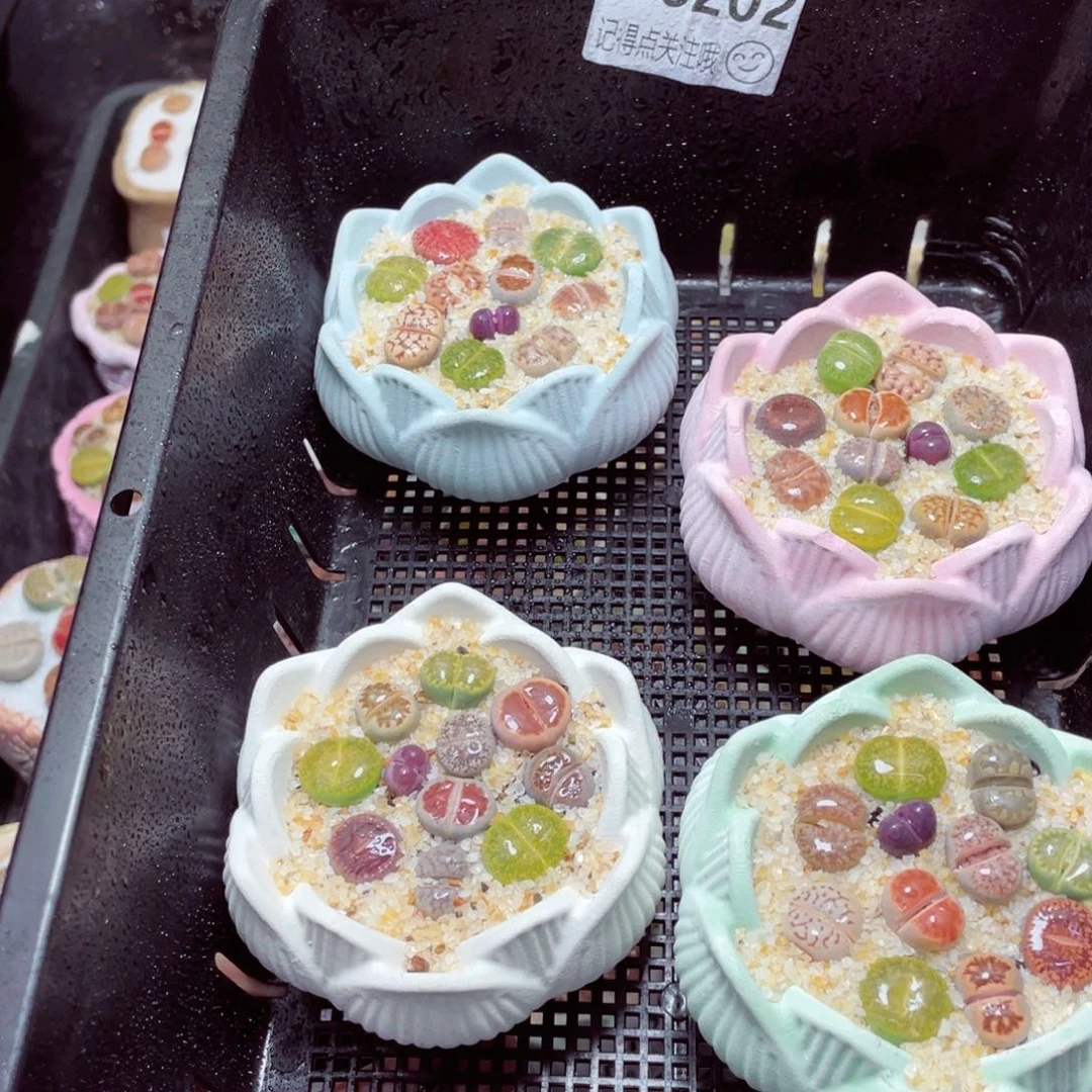 w6202莲花速干盆 一份一盆量拍