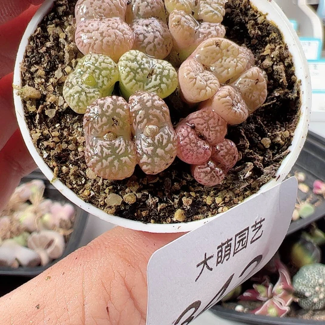 0000342 肉锥一物一拍……