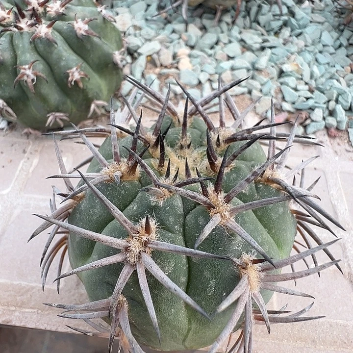 短刺阵太刀。苗接落地。