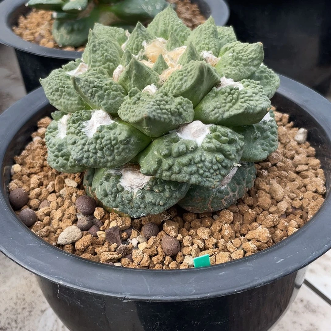 10.8cm自根垂优怒涛