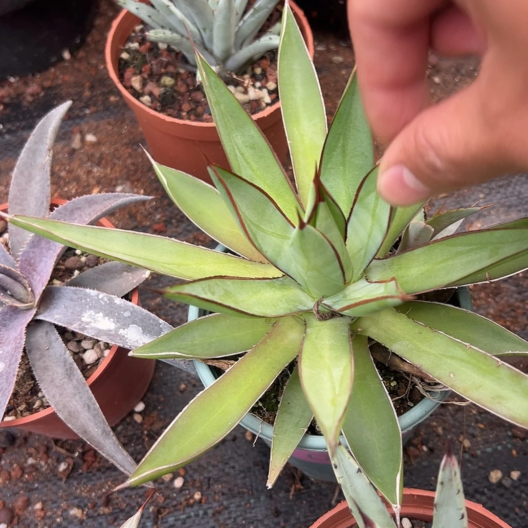 胧雷龙舌兰入门级