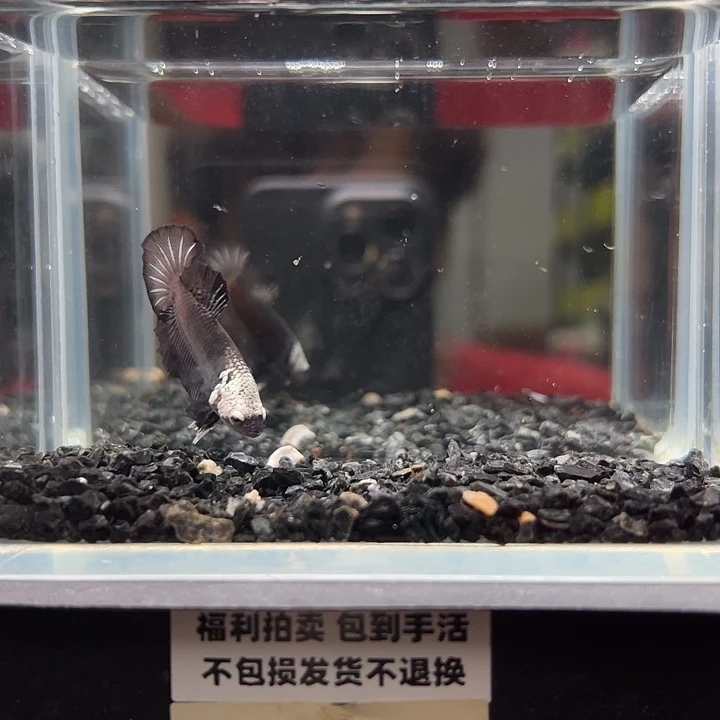 斗鱼一单包邮14日57