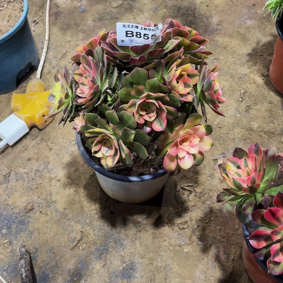 多肉855红秀法师