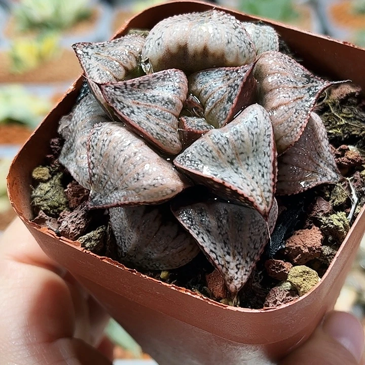 十二卷多肉泰姬陵