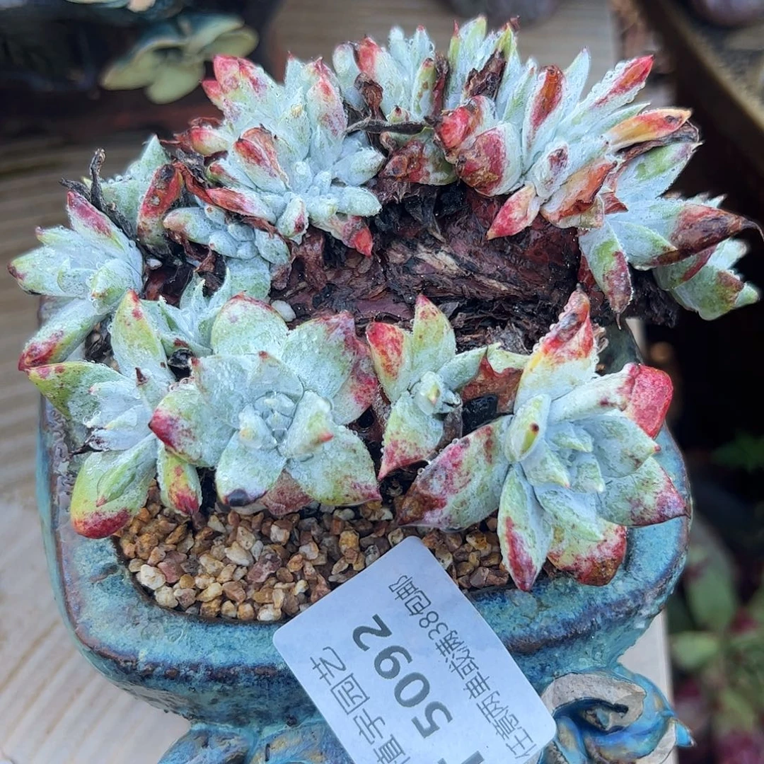 5092苹果雪山缀化仙女杯