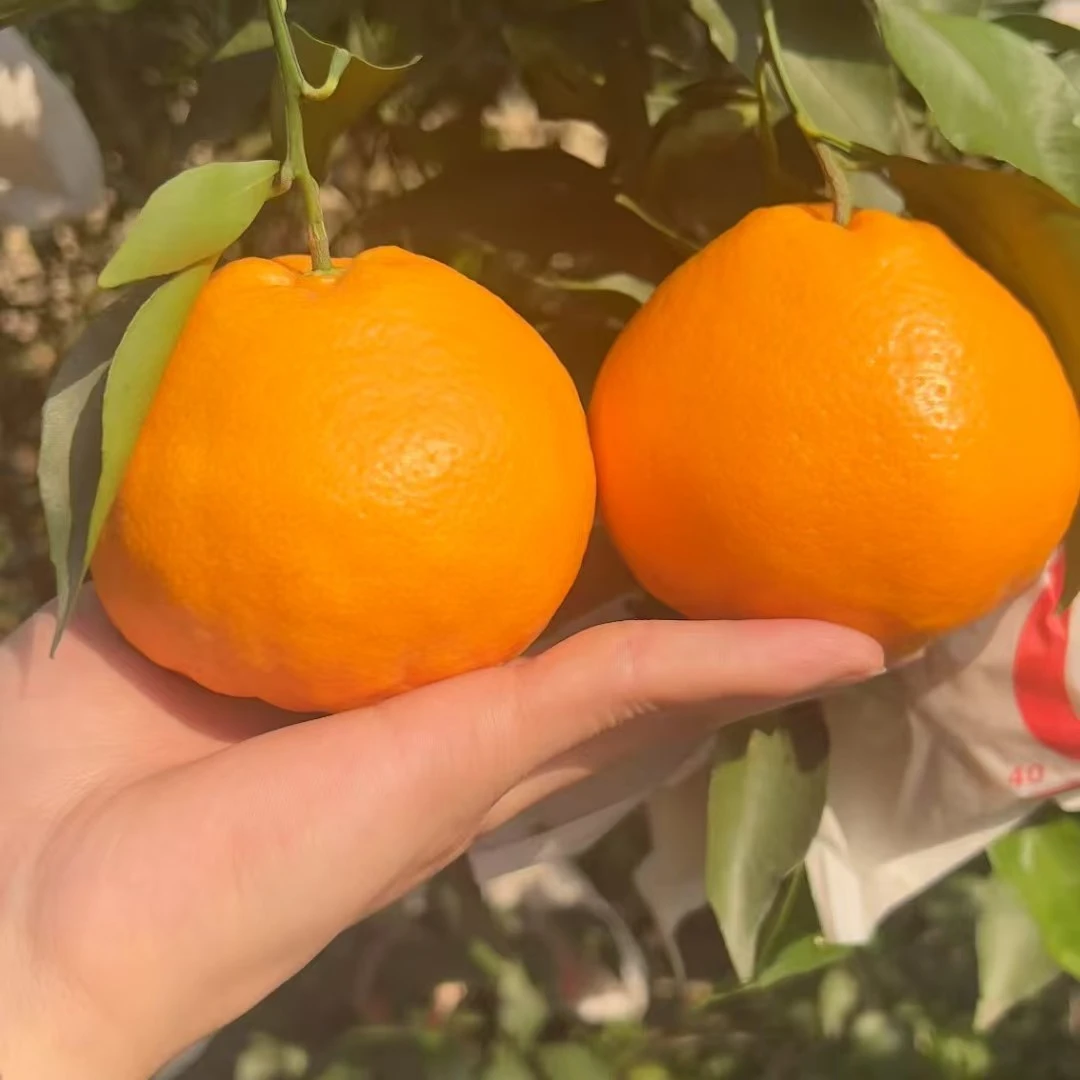 微瑕豹纹款四川春见耙耙柑水果