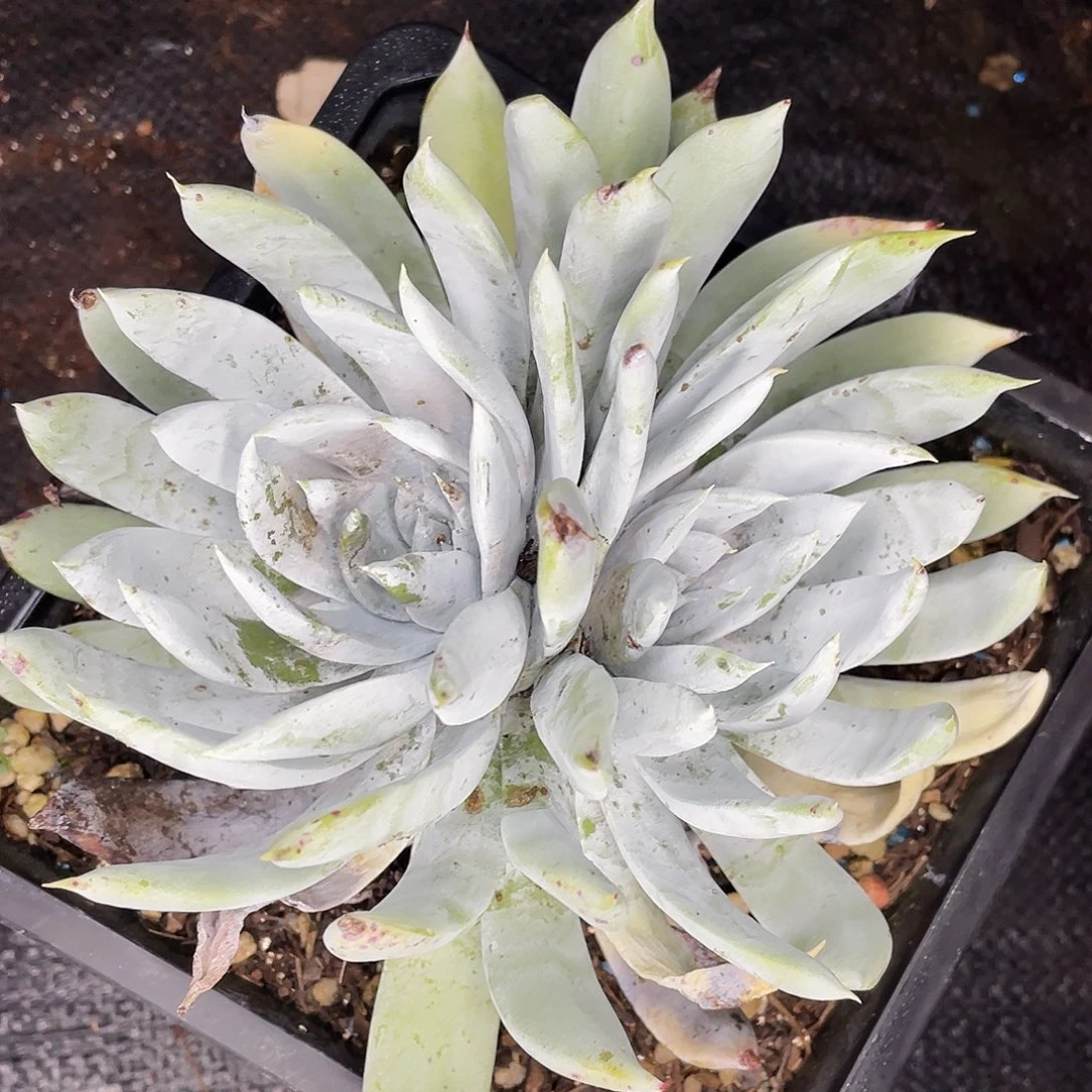 雪山双头老桩2834