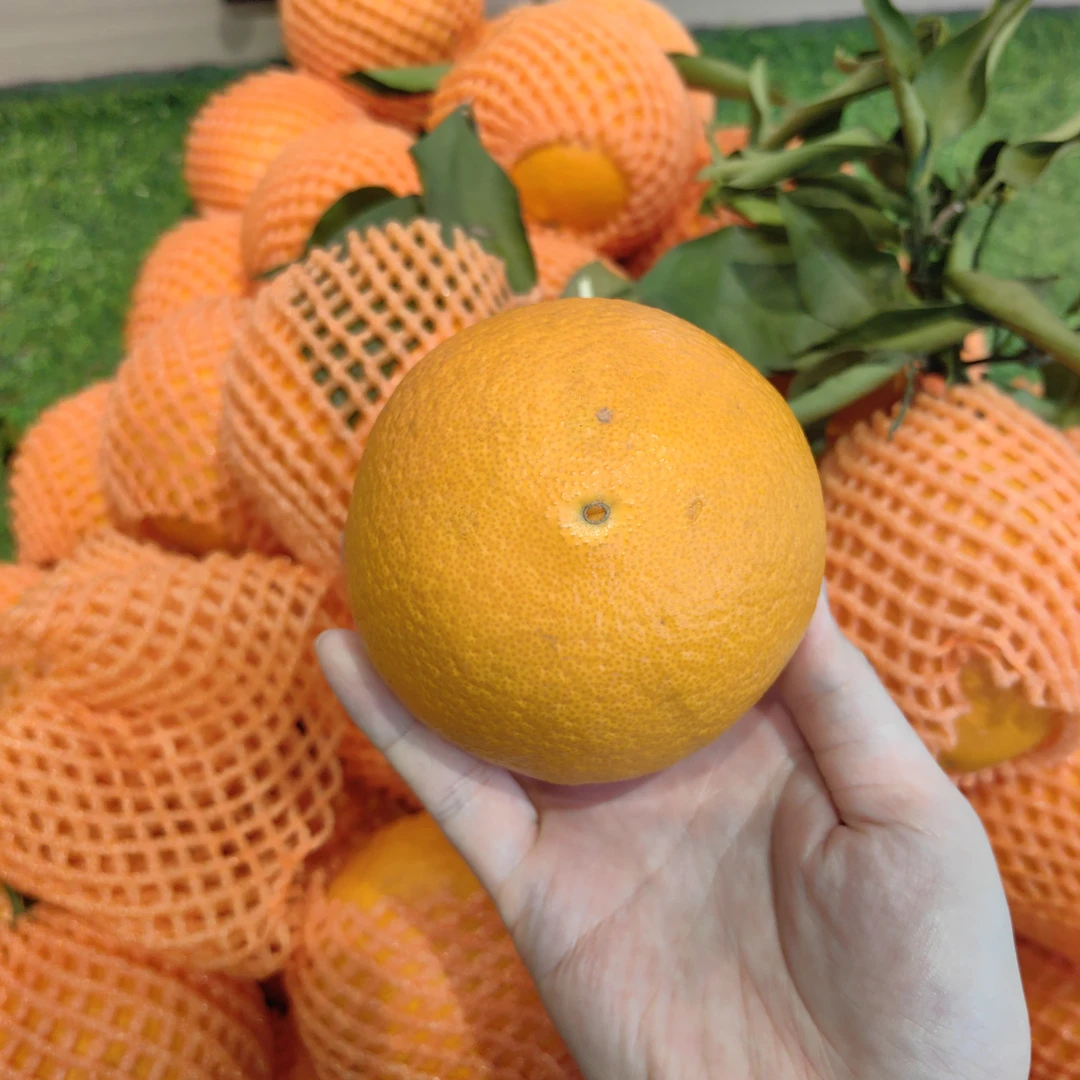 伦晚橙13.8元1000克伦晚脐橙