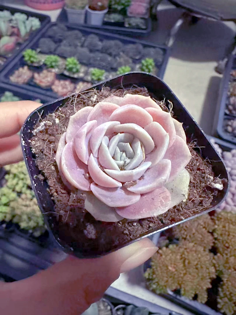 精控蓝色惊喜多肉植物（满9.9元包邮发货）