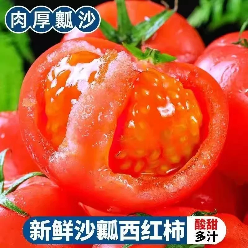 正宗云南高山露天种植沙瓤老品种西红柿新鲜自然熟可当水果