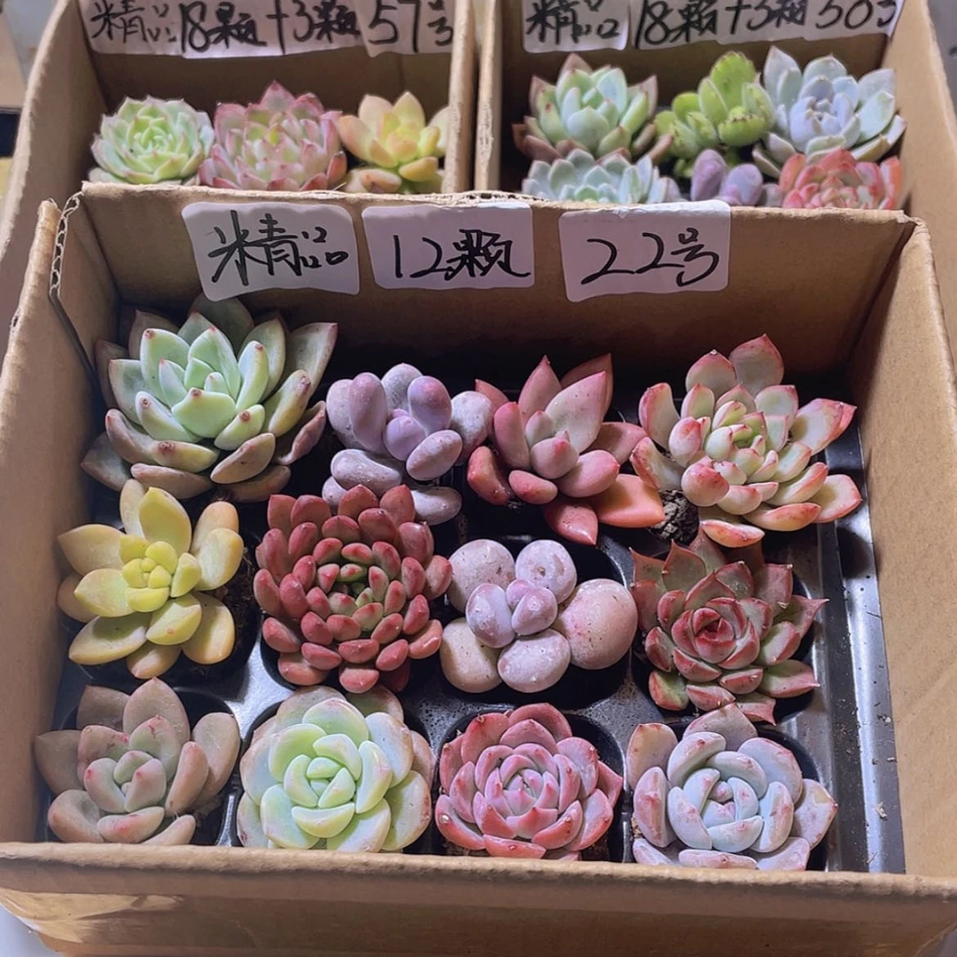 【闪购商品】【量拍】12颗-22