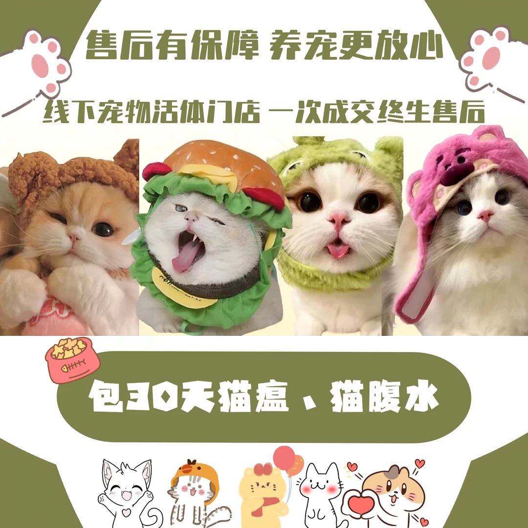 【吴止有猫-班主任】宠物猫咪