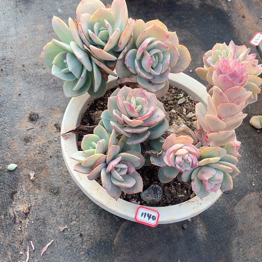 1140凤 一物一拍多肉