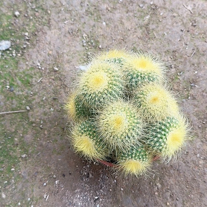 美***妈哈哈哈哈哈哈哈哈哈