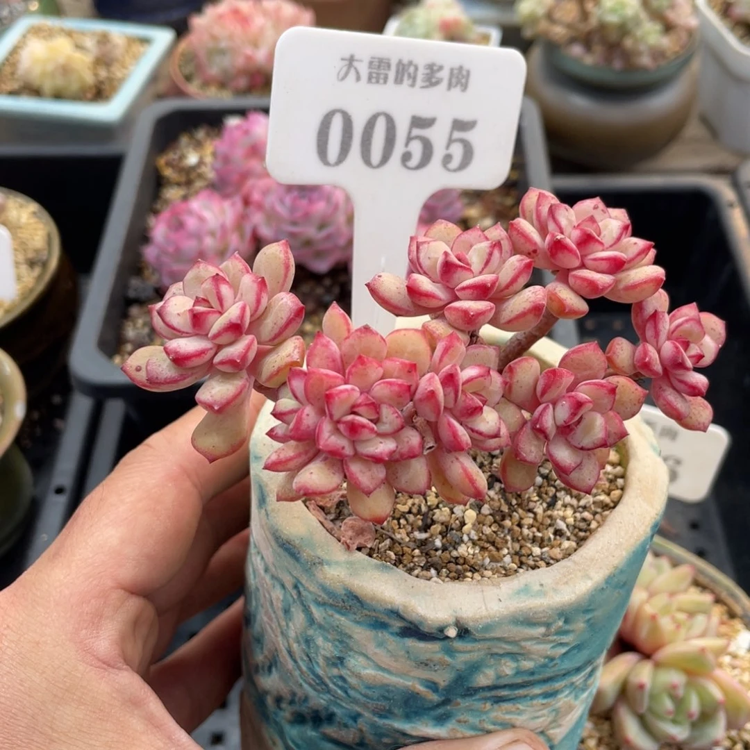 0055探戈不带盆11厘米