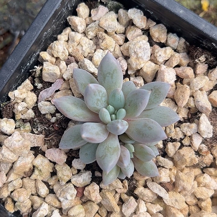 人鱼公主美人特价