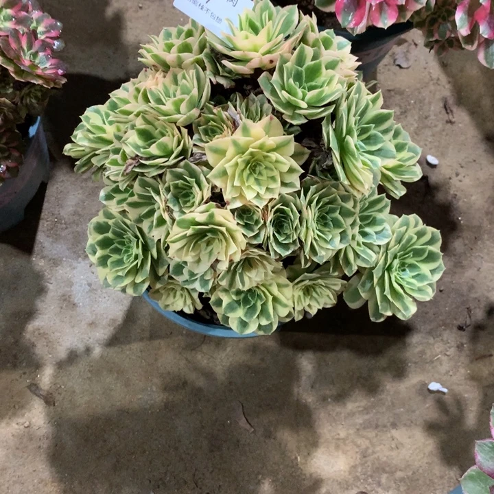 217芳华多肉植物特价