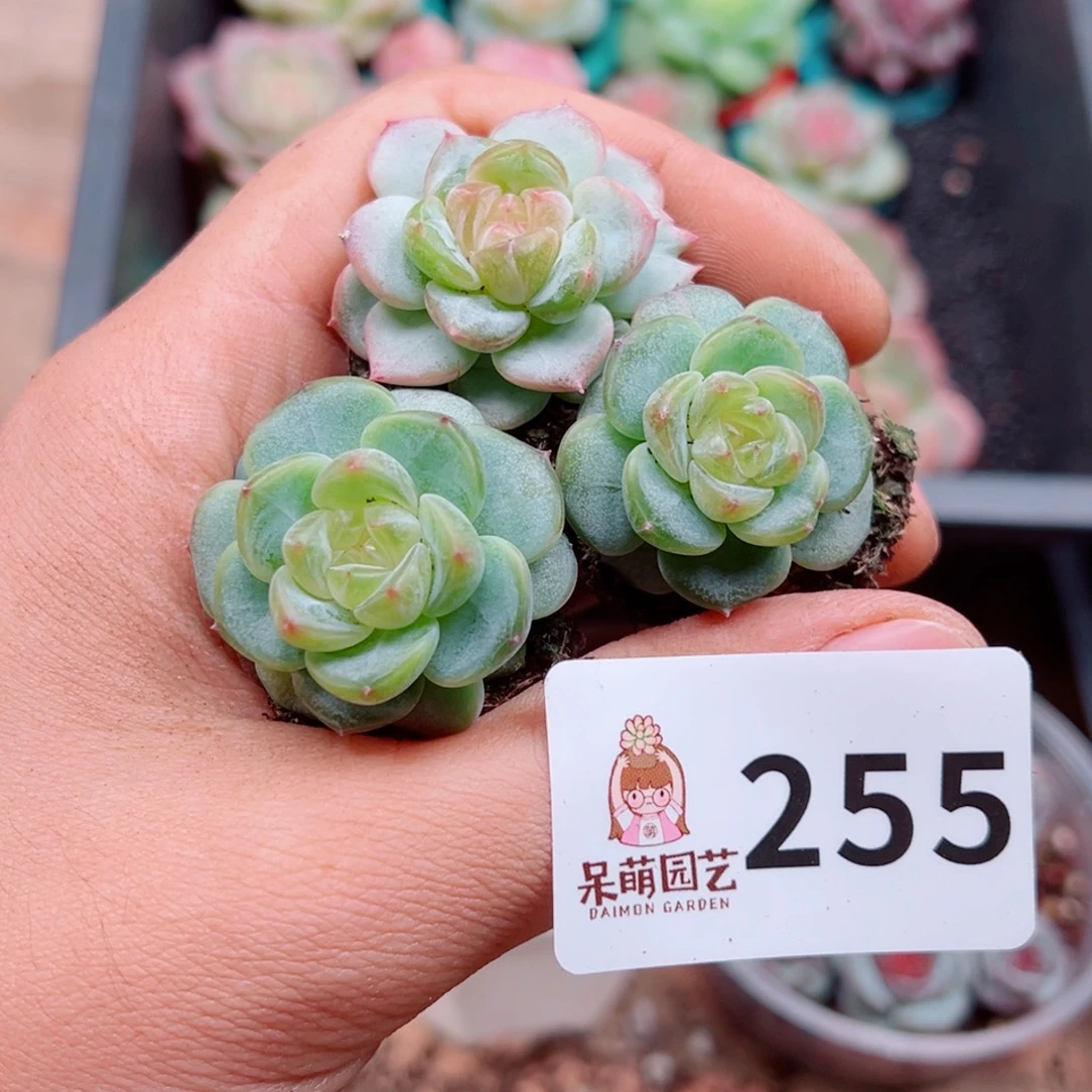多肉植物多肉植物