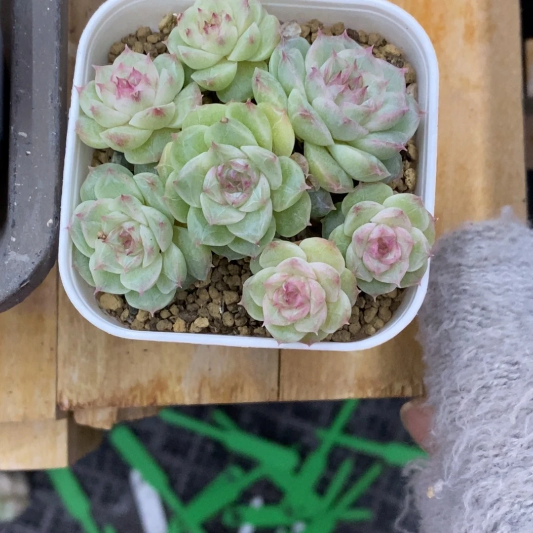 精品多肉一物一拍不包整430