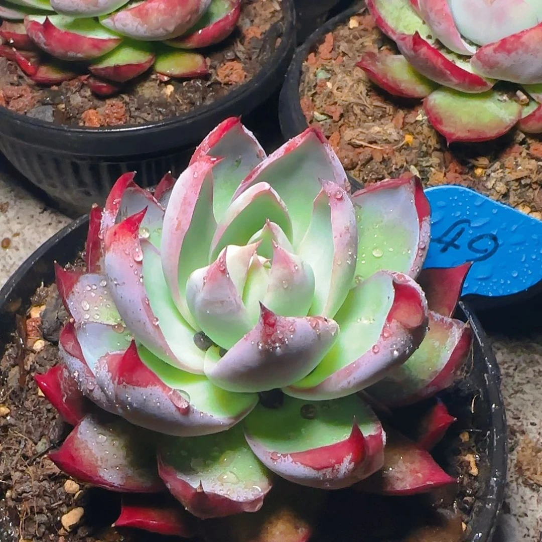 惊鸿仙子一物一拍49号