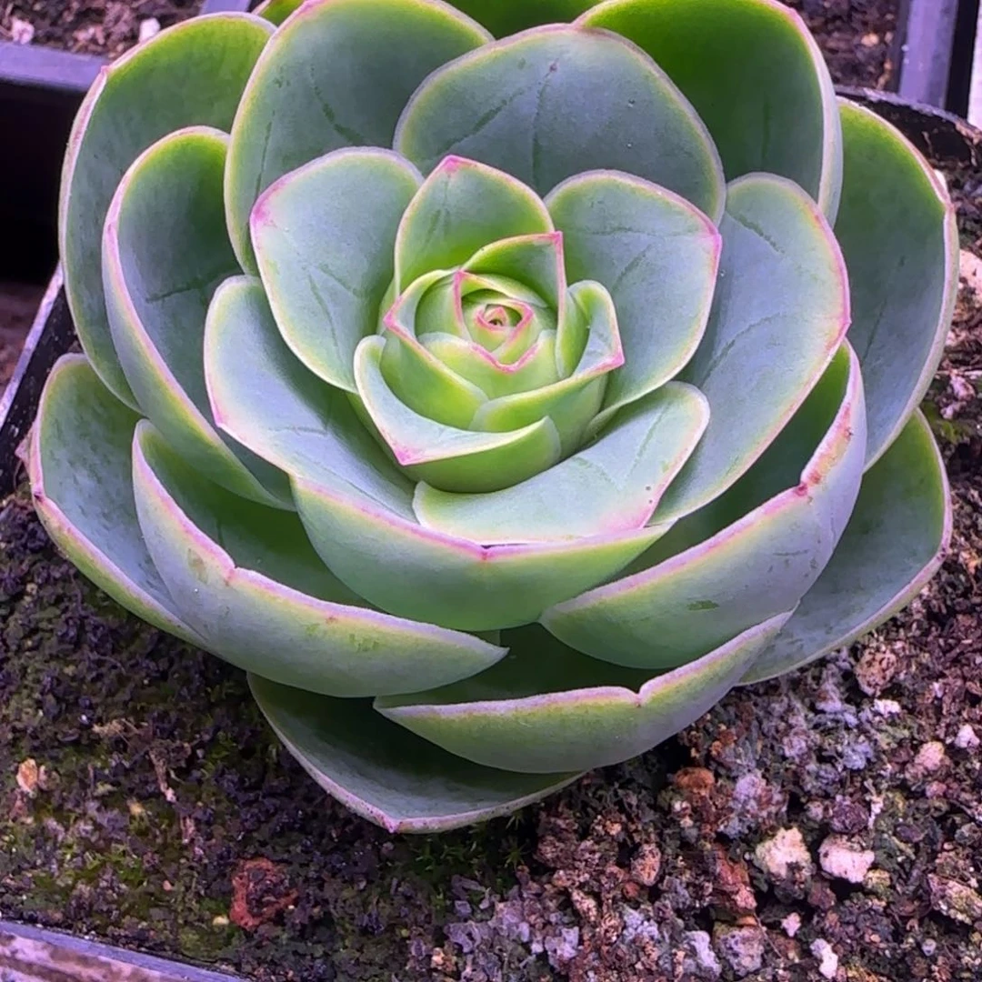 福利大单头老庄7厘米13434342724272