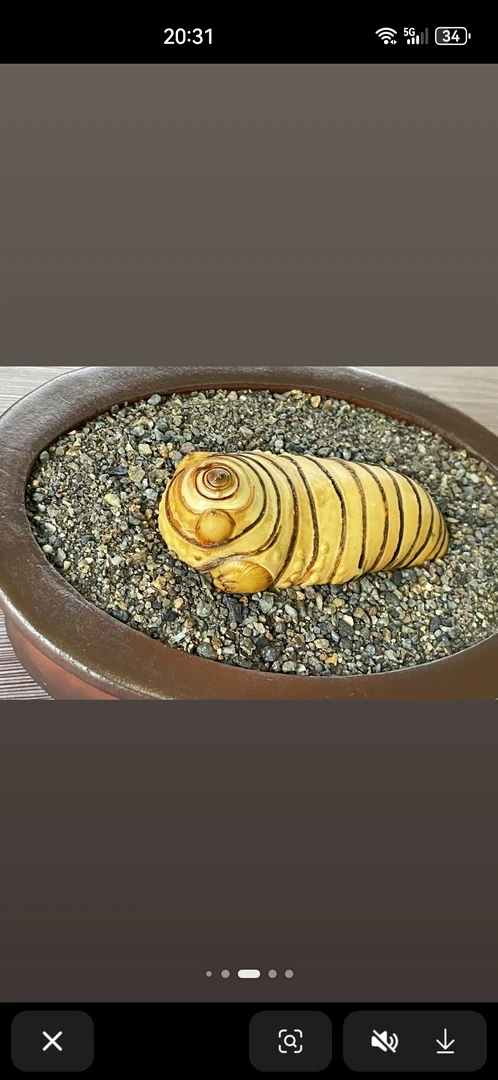 正宗小叶勒竹现挖现发