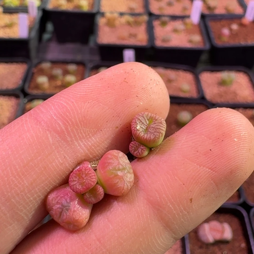 ?****?云缦精品番杏3.26