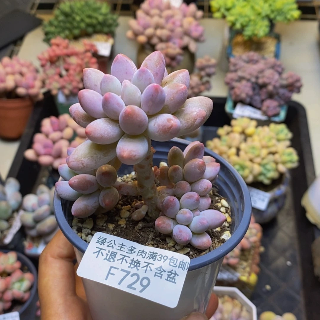 729香水手指奶多肉6c m