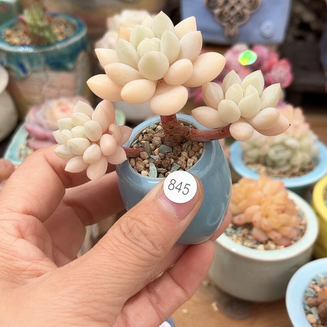 845 多肉含盆土30元包邮除偏远