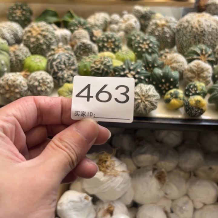 曦***8兜星球仙人球463号