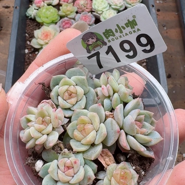 多肉植物多肉植物